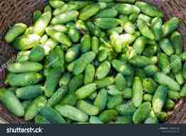 Kundaru ( कुंदरू ) 1Kg