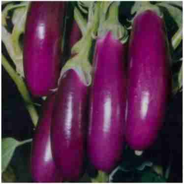 Baigan ( बैगन ) 1kg