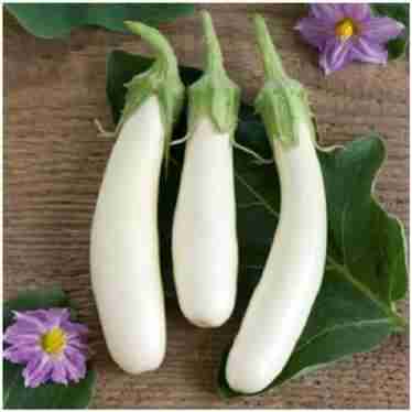 Safed Baigan (सफ़ेद बैगन)