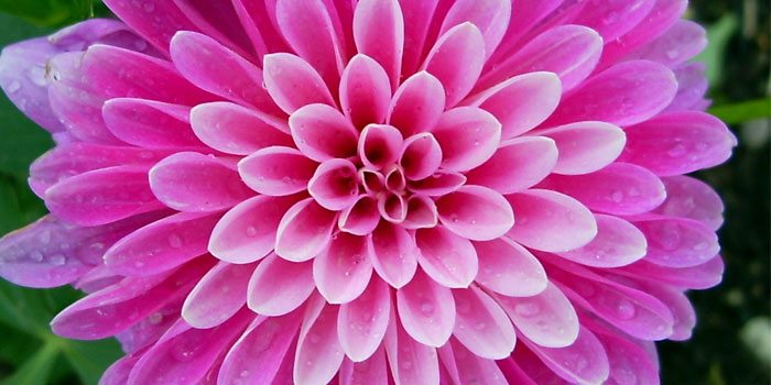 Krishna complex (demo shop) - Cover Image